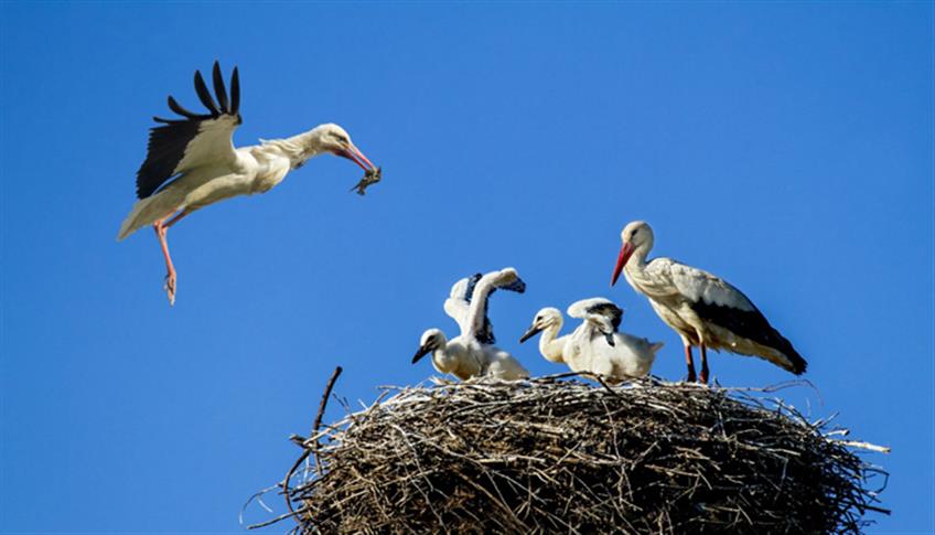 Le cicogne sono simbolo di prosperità e buona fortuna Le cicogne sono simbolo di prosperità e buona fortuna